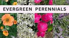 Top 10 Colorful Flowering Evergreen Perennials