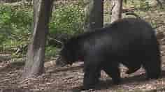 Bear hunting bill undergoes heated debate in Connecticut
